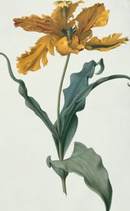 Tulp, ca. 1675